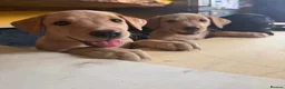 Labrador Retriever dogs for sale: 6th Generation KC Pedigree Labrador Retriever  - Advert 16