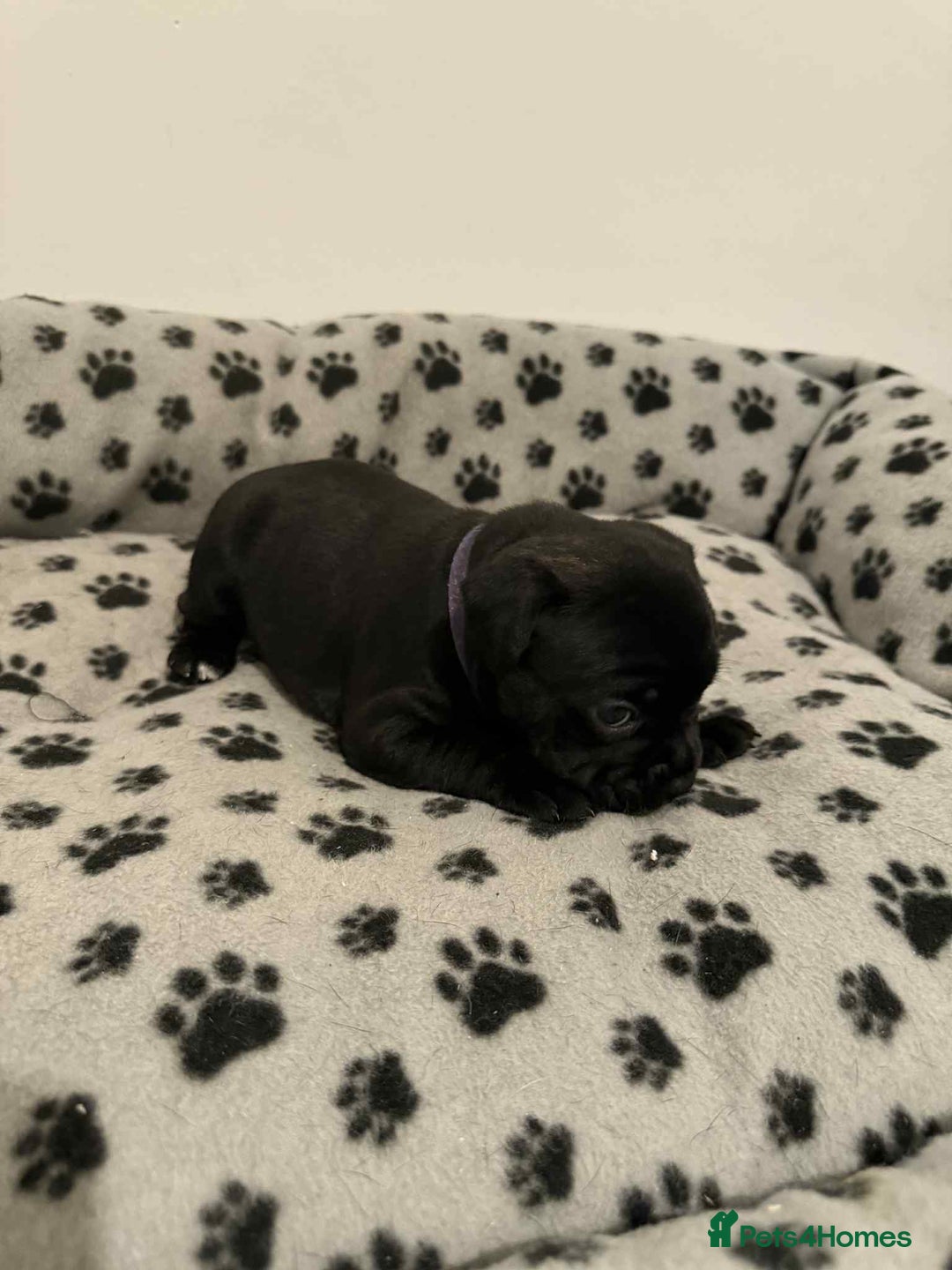 Staffordshire Bull Terrier dogs for sale: Champion lines Staffordshire Bull terrier puppies - Image 27