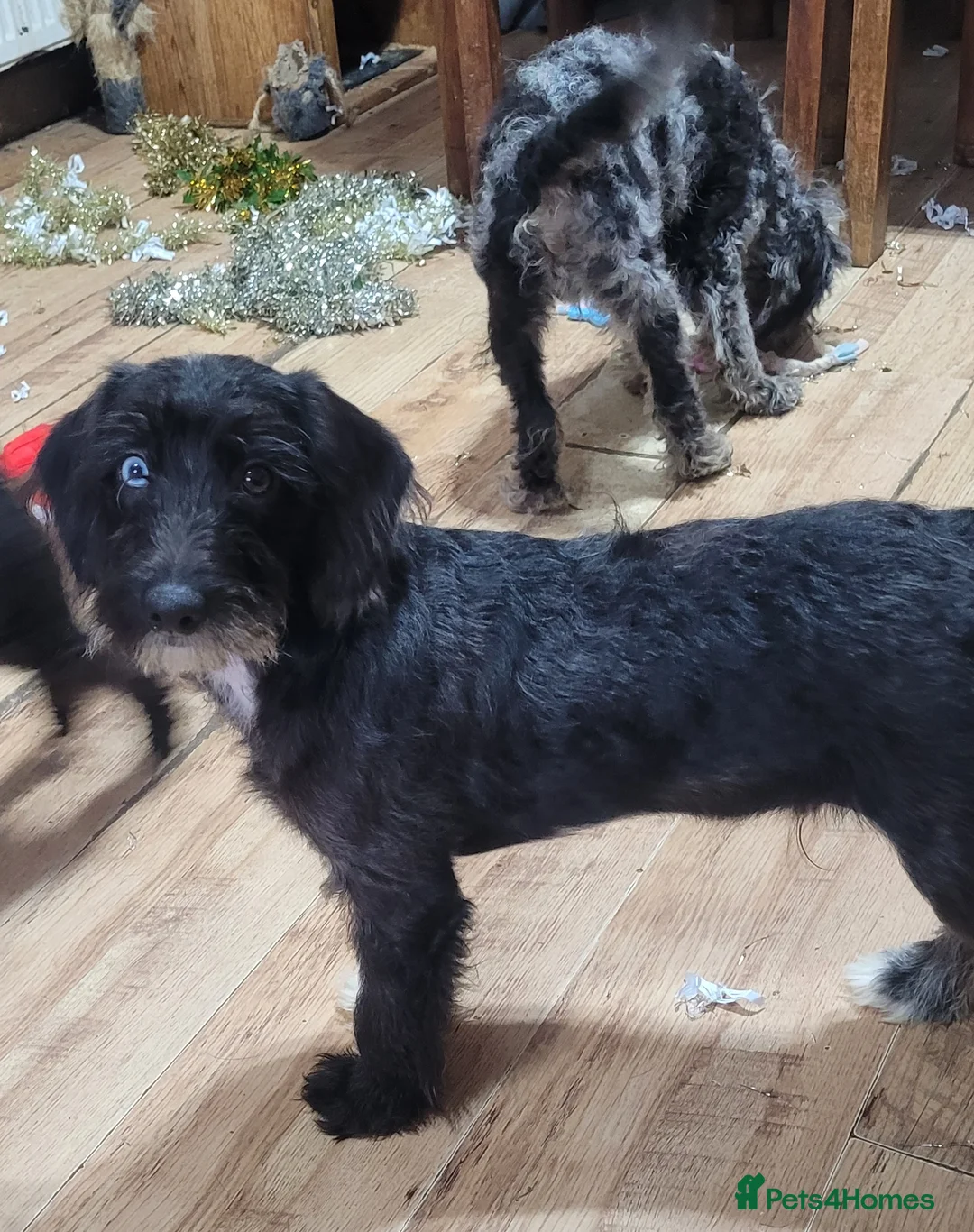 Labradoodle dogs for sale: Labradoodle puppies - Advert 33