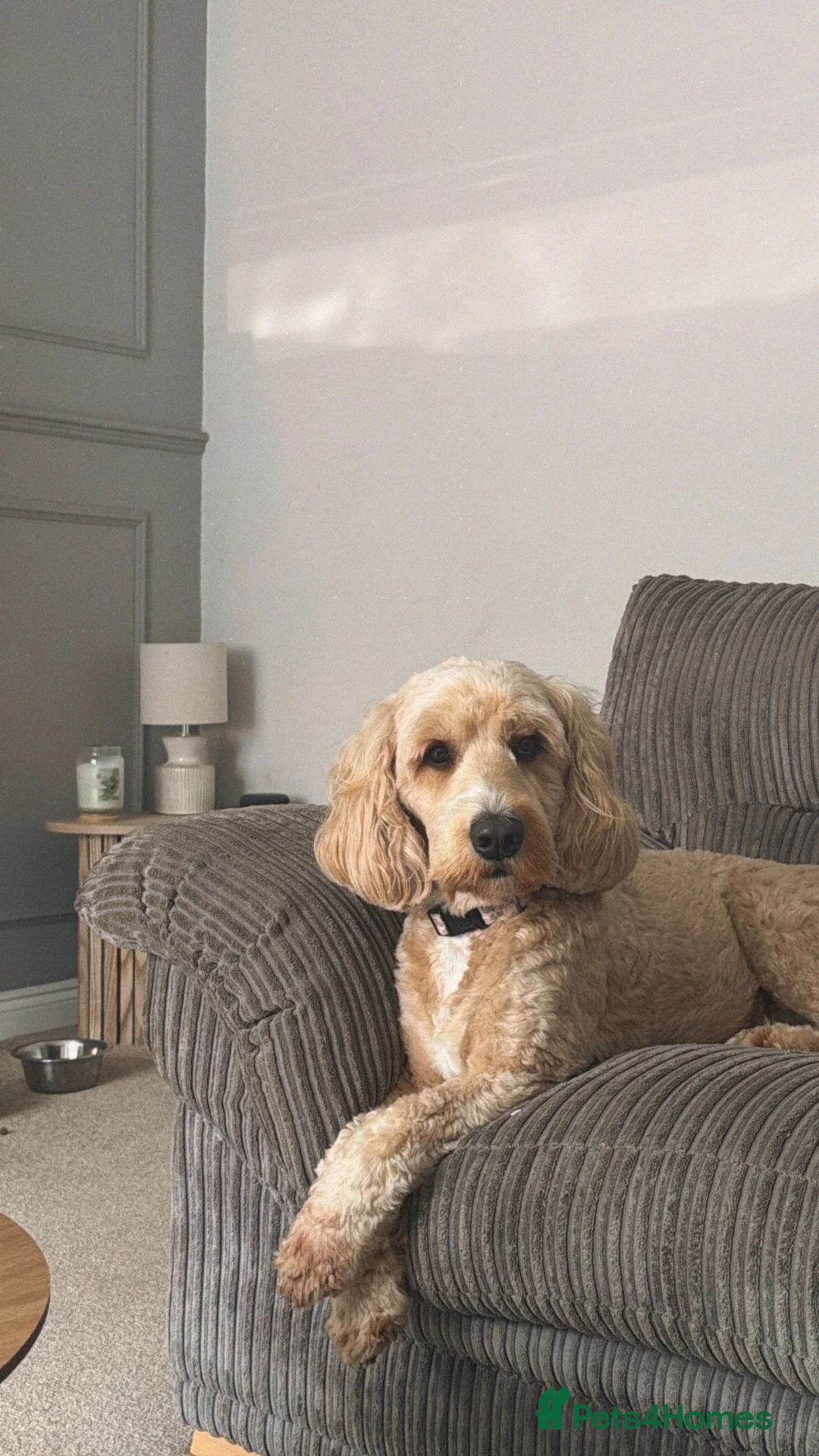 Mixed Breed dogs for stud: Bear, F1 cockapoo for stud  - Advert 2