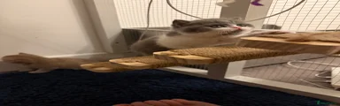 British Shorthair 4