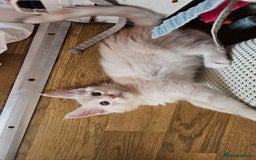 Maine Coon cats for sale: LARGE BREED Maine Coon cross  - Image 5