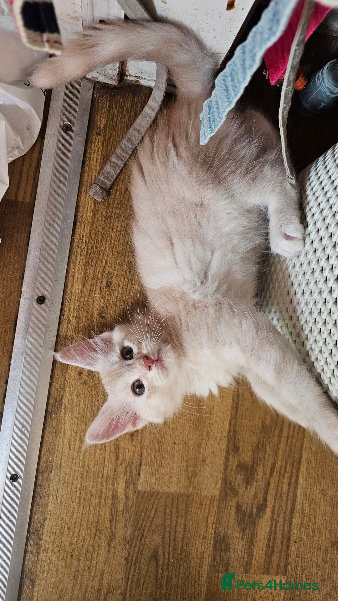 Maine Coon cats for sale: LARGE BREED Maine Coon cross  - Image 5