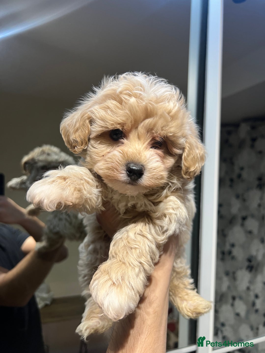 Maltipoo dogs for sale: Maltipoo F1 Males💙 - Advert 5