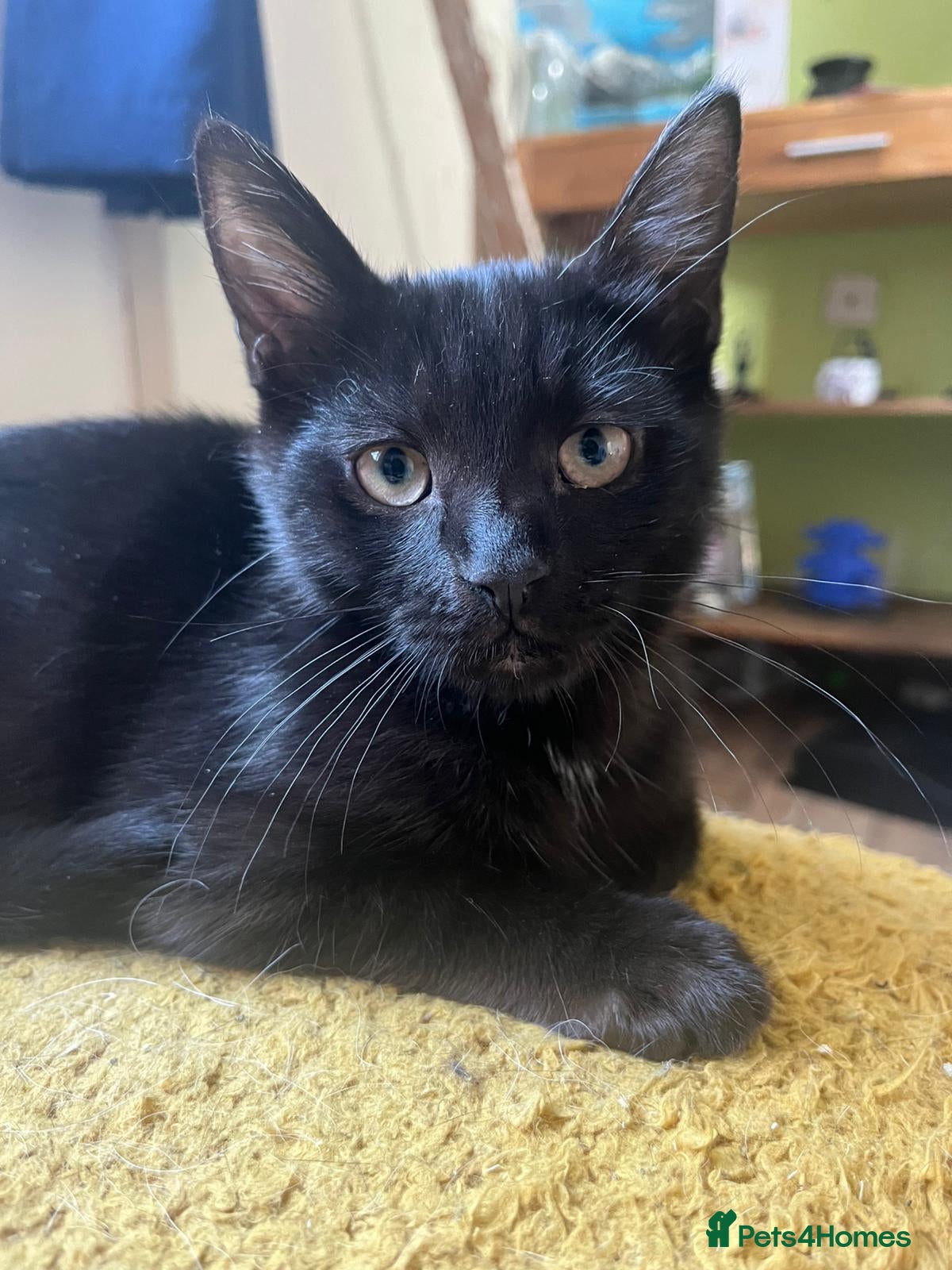 Mixed Breed cats Kittens  - Advert 1