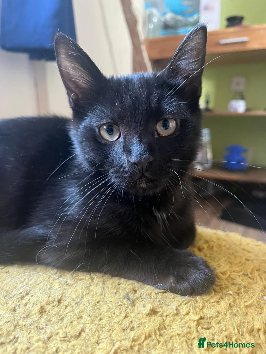 Mixed Breed cats for sale: Kittens  in Rotherham - Advert 1