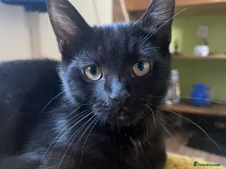 Mixed Breed cats Kittens - Advert 3