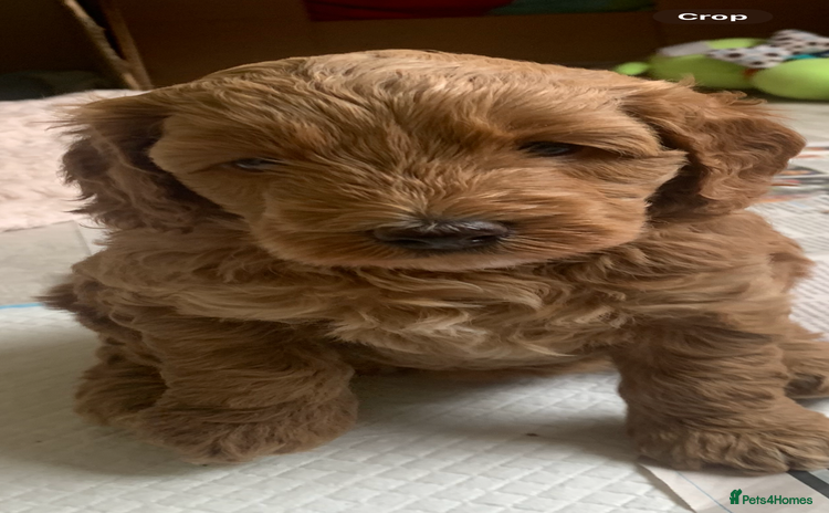 Cockapoo dogs - Advert 15