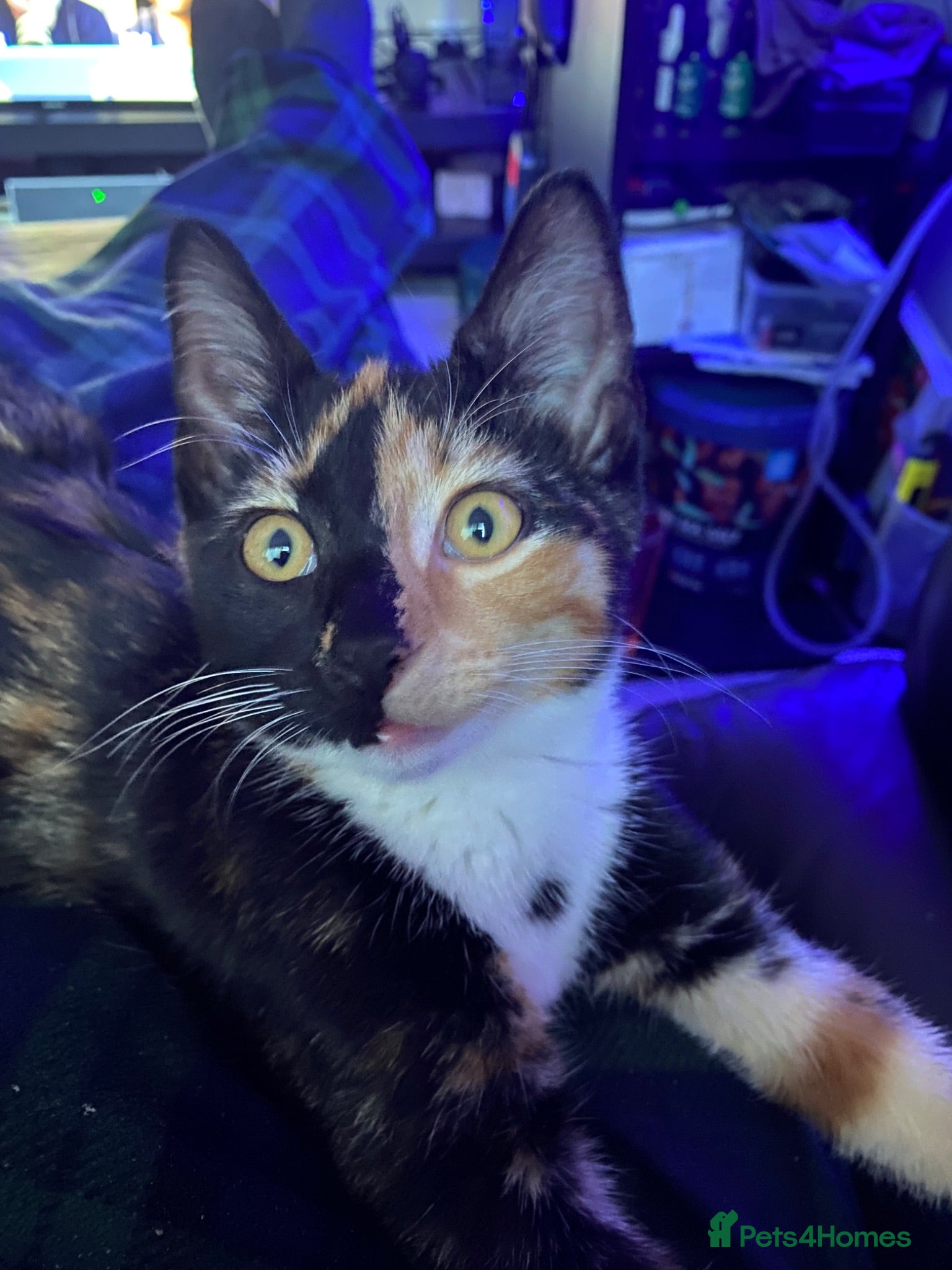 Mixed Breed cats Kittens For sale mixed Bread - Advert 2
