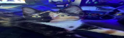 Mixed Breed cats for sale: Kittens For sale mixed Bread - Advert 1