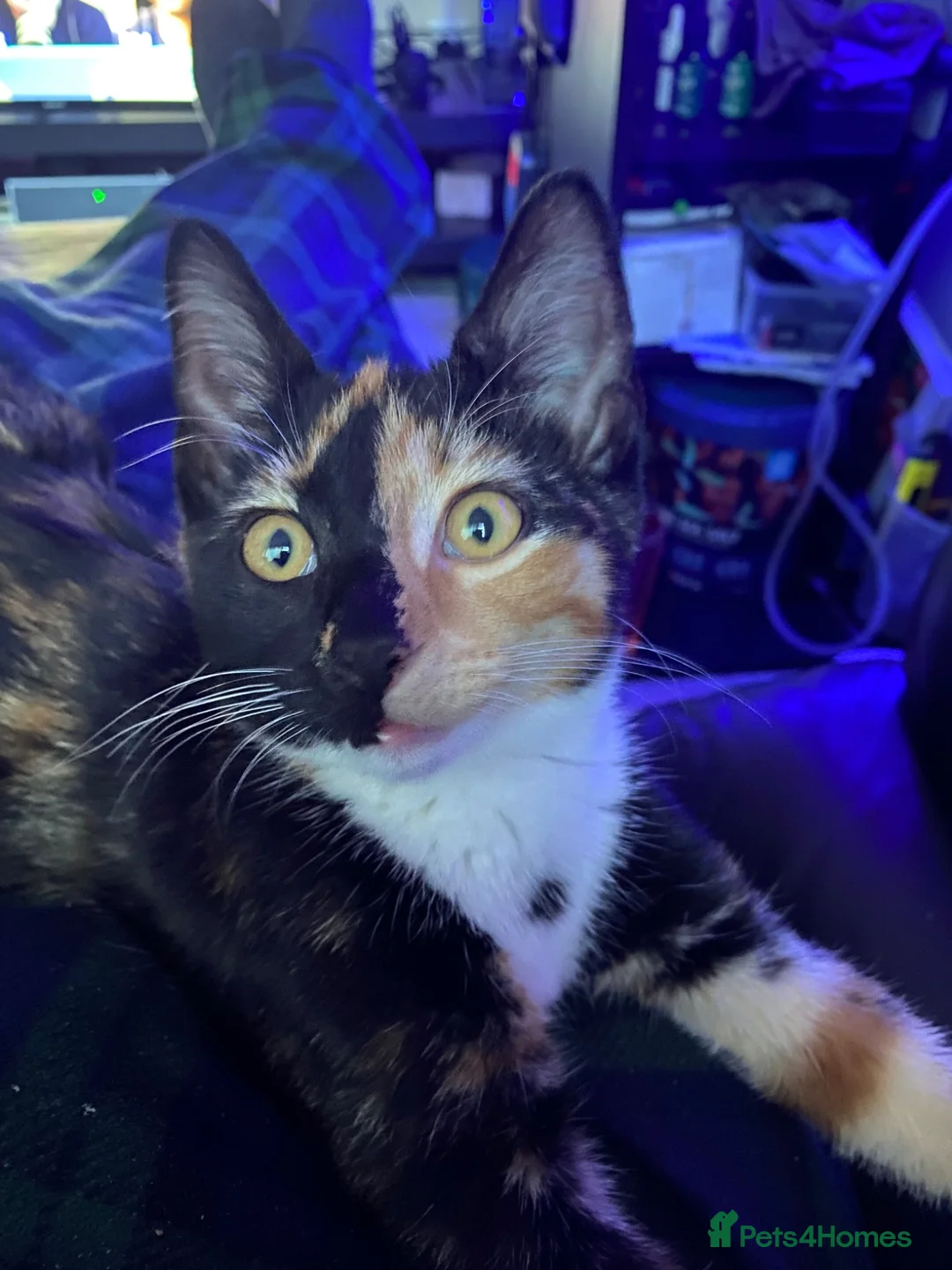 Mixed Breed cats for sale: Kittens For sale mixed Bread - Advert 1