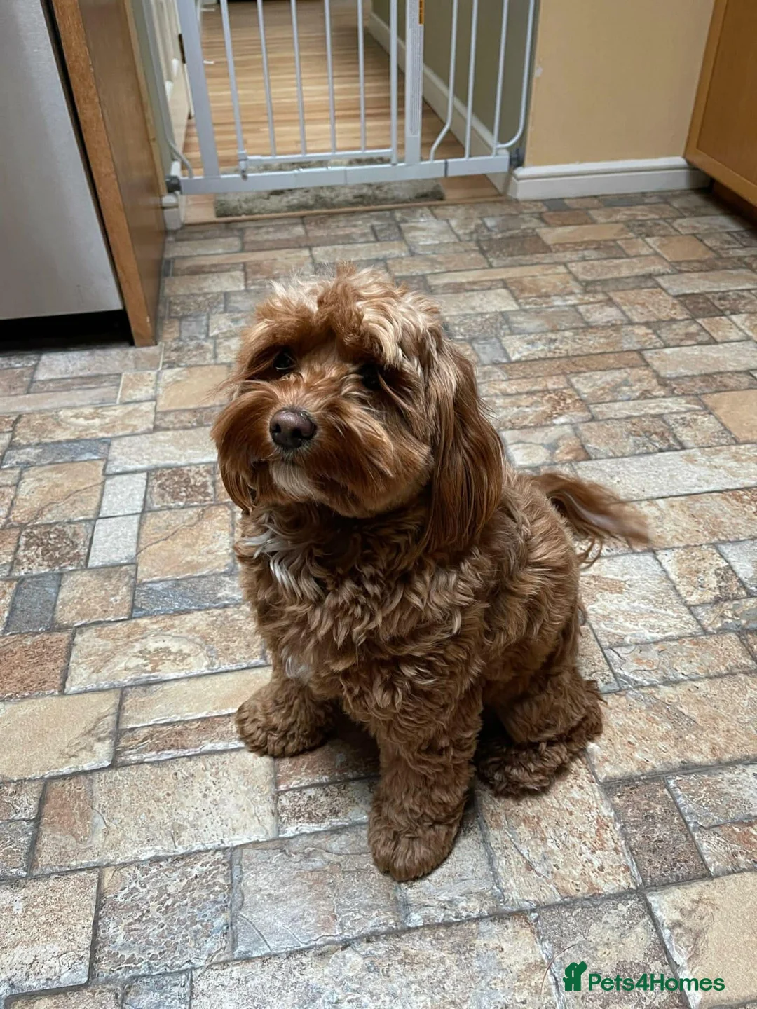 Cockapoo dogs for sale: Cockapoo puppies for sale - Advert 1