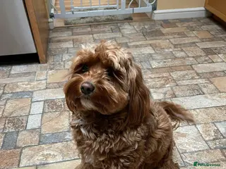 Cockapoo dogs Cockapoo puppies for sale - Advert 1