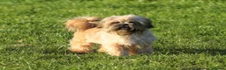 Shih Tzu dogs for sale: outstanding shih tzu boy  - Advert 5