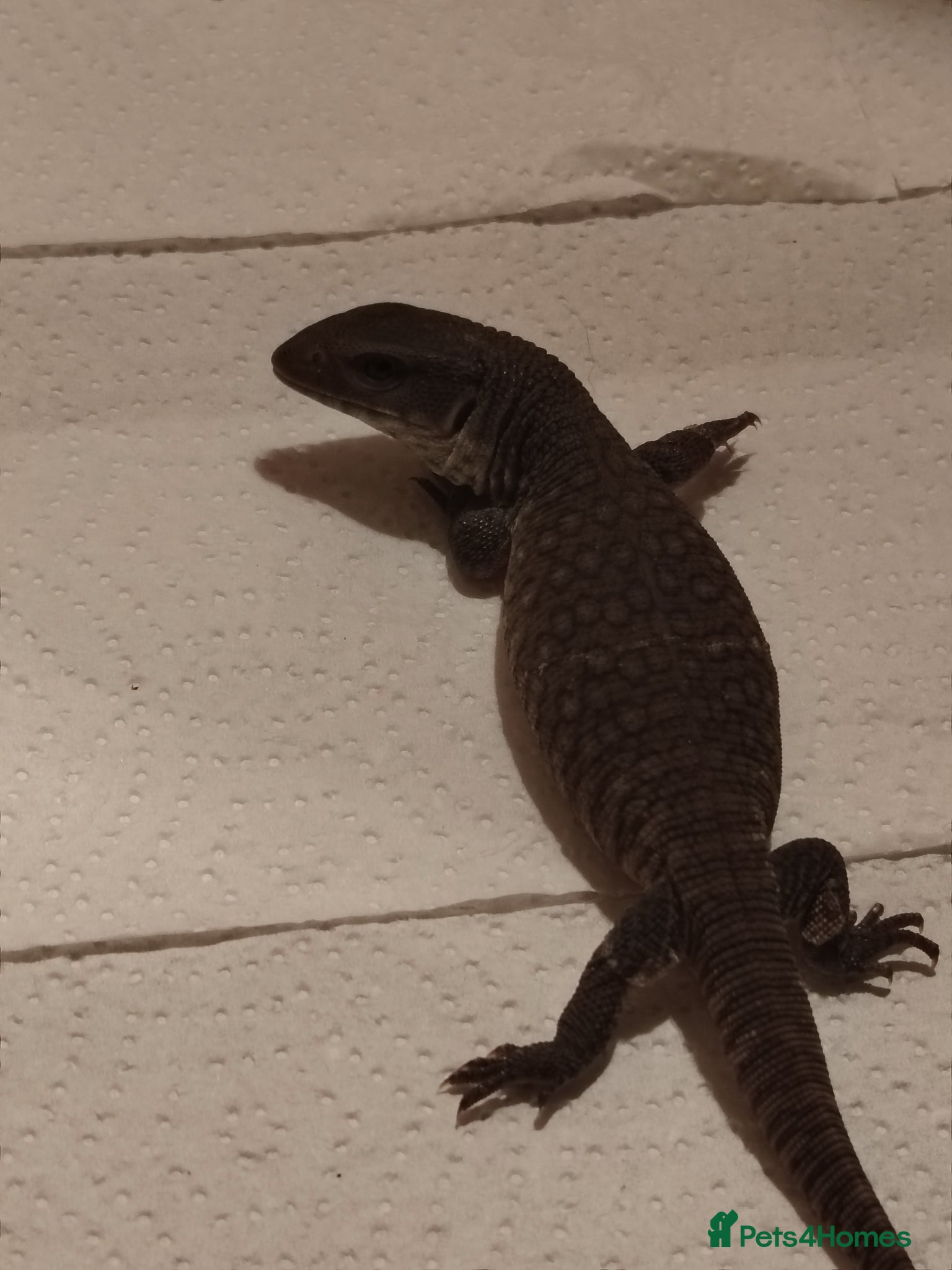 Monitor reptiles Baby bosc monitor  - Advert 1