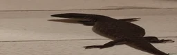 Monitor reptiles for sale: Baby bosc monitor  - Advert 1