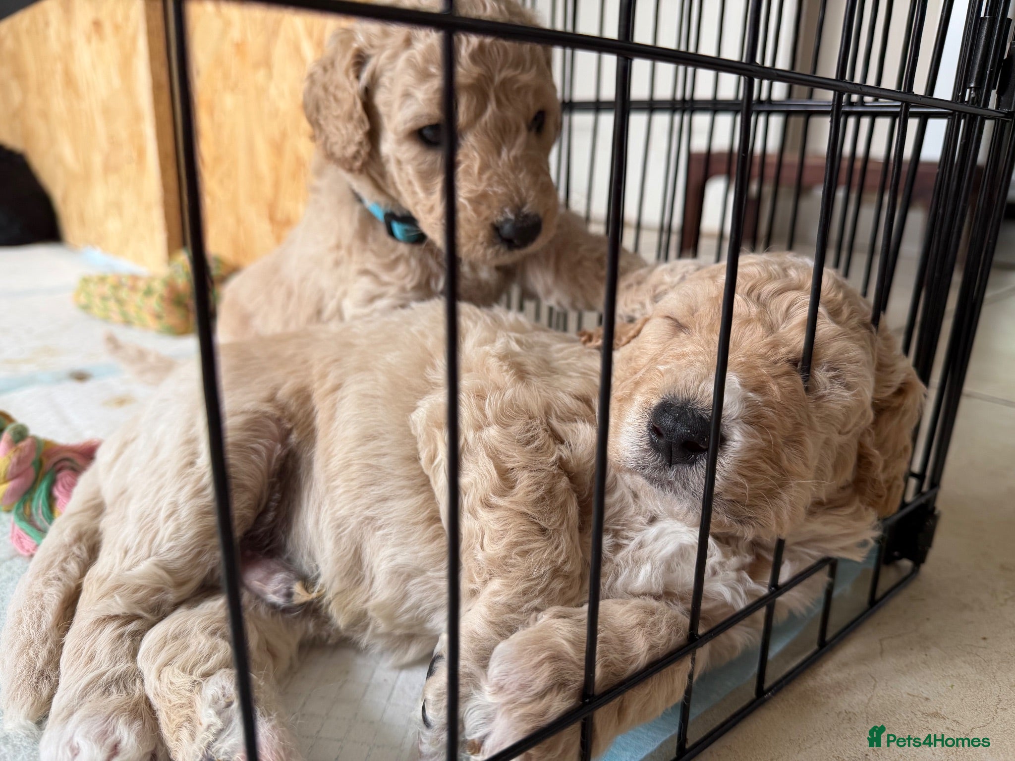 Mini Goldendoodle dogs F1b Mini Goldendoodle Puppies. Ready to Reserve 🤍 - Advert 2