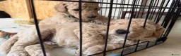 Mini Goldendoodle dogs for sale: F1b Mini Goldendoodles.READY TO LEAVE 🤍 - Advert 22