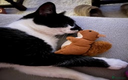 Domestic Shorthair cats for sale: Frank the cat - Image 2