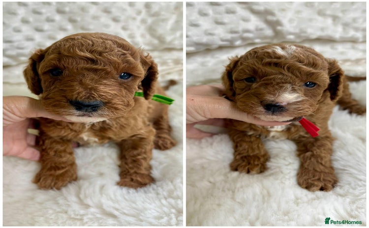 Cavapoo dogs - Advert 2