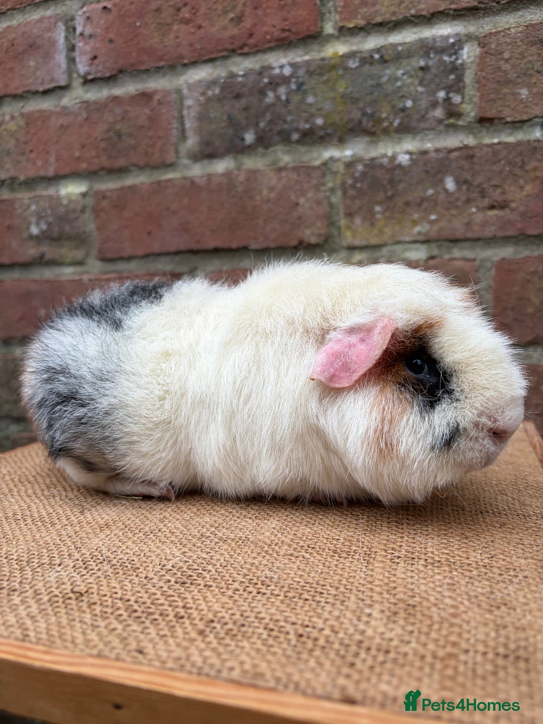 Guinea Pig rodents for sale: Two pretty boars  - Advert 4