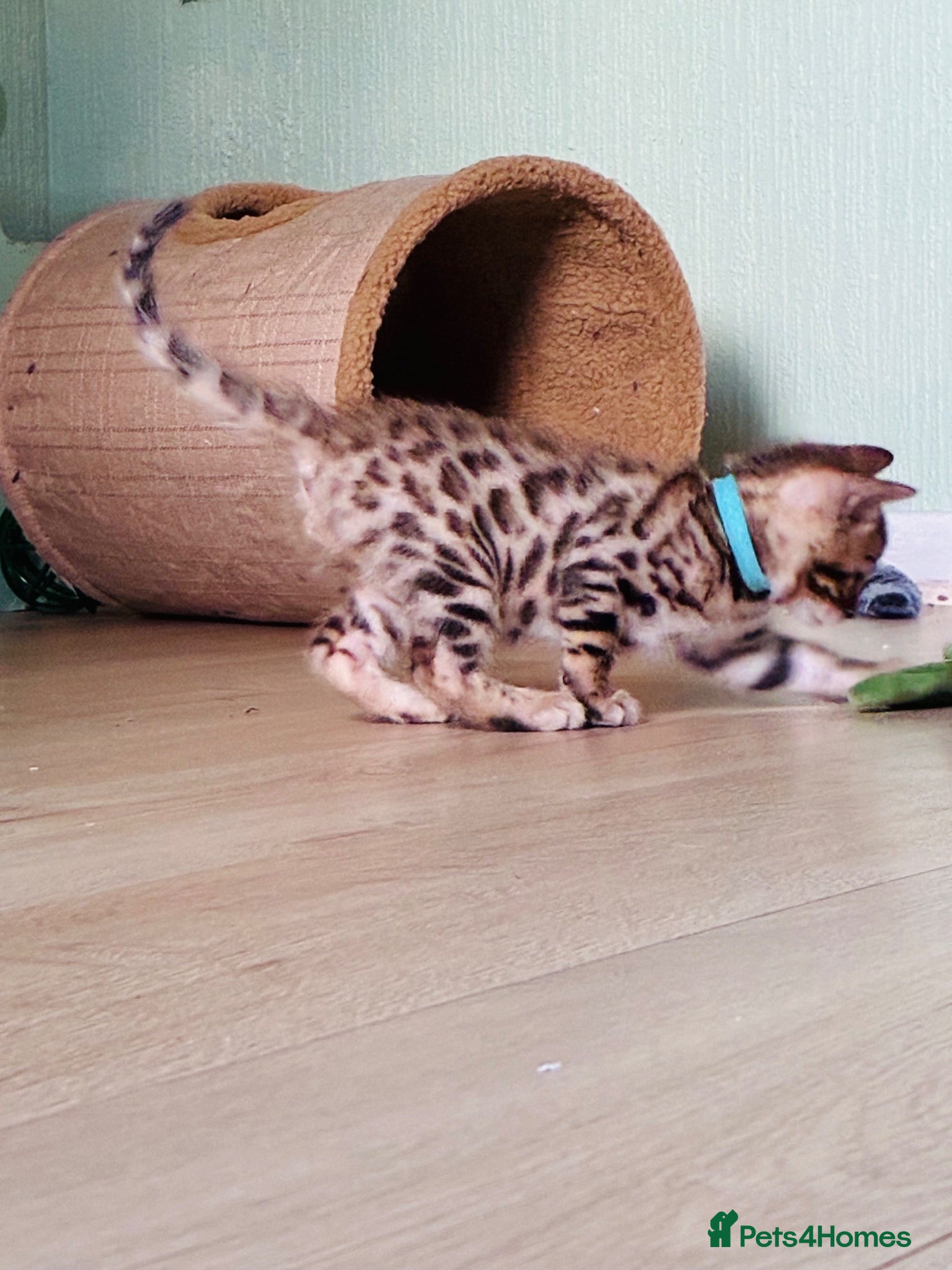 Bengal cats ⭐️FINAL BENGAL KITTEN⭐️ Beautiful Bengal Kittens - Advert 1