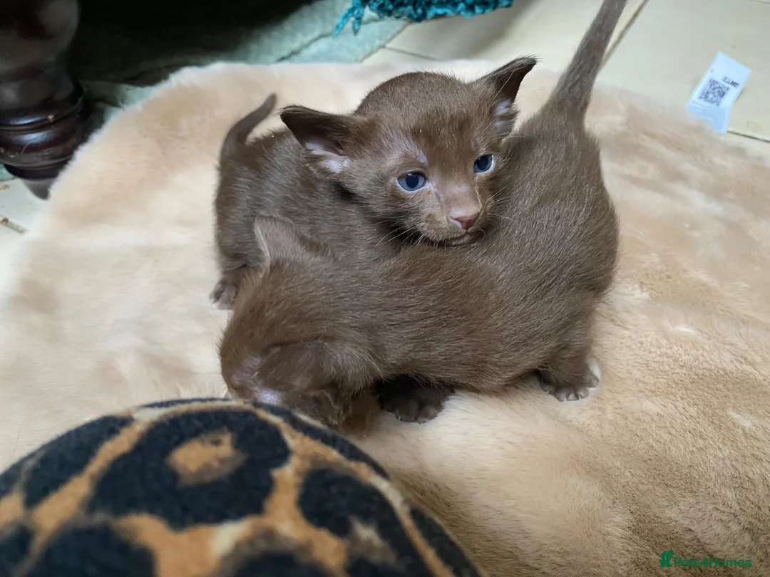 Suffolk cats for sale: Suffolk Chocolate Female Kittens - Advert 2