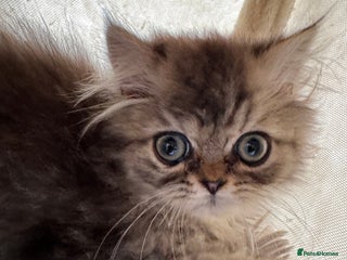 Persian cats Golden Shaded Persian Teddy Bear Boy £750Ready Now - Advert 6