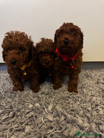 Toy Poodle dogs Red toy Poodle puppies - Advert 1