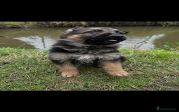 German Shepherd dogs for sale: German shepherd puppies  - Image 7