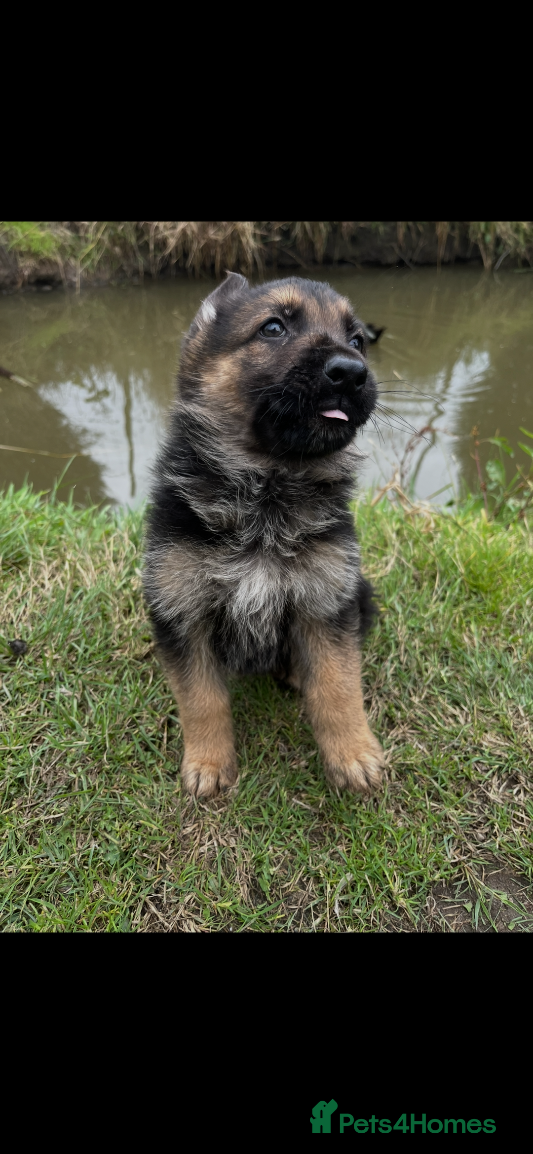 German Shepherd dogs for sale: German shepherd puppies  - Image 7