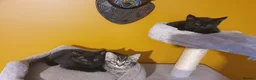 Mixed Breed cats for sale: 3 beautiful kittens - Advert 2