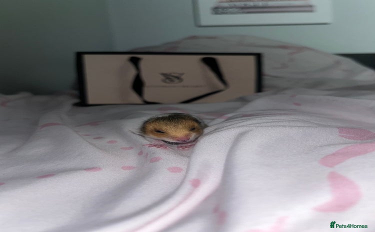 Hamster rodents - Advert 13