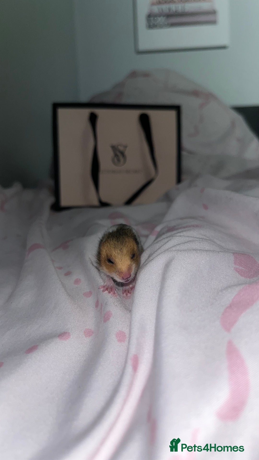 Hamster rodents for sale: 4 SYRIAN BABYS FOR SALE 💗 - Advert 1