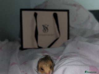 Hamster rodents 4 SYRIAN BABYS FOR SALE 💗 - Advert 6