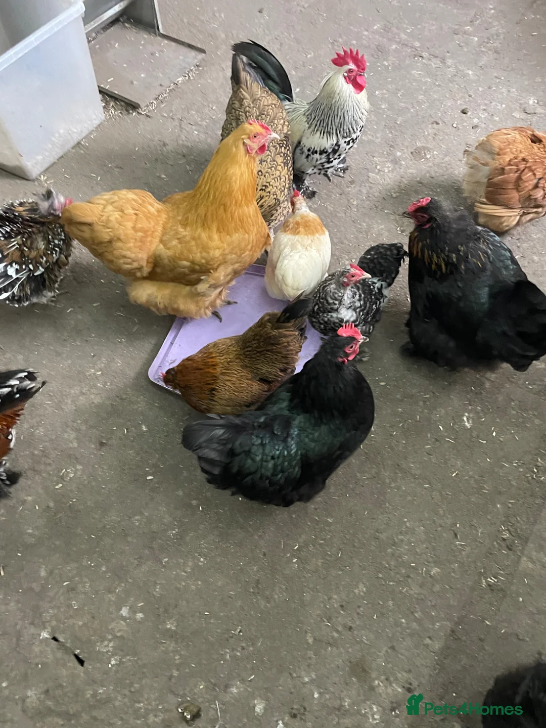 Chickens poultry for sale: 10 hens 2 bantam boys - Advert 1