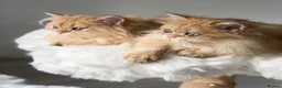 British Longhair cats for sale: British Shorthair or Longhair Godlen kittens  - Advert 26