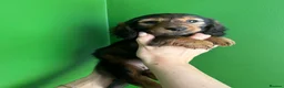 Miniature Dachshund dogs for sale: Stunning long hair miniature dachshunds  - Advert 8