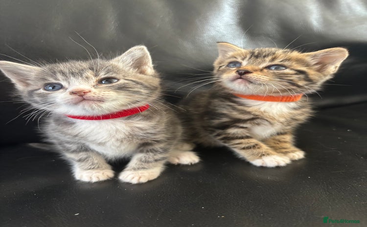 Mixed Breed cats - Advert 3