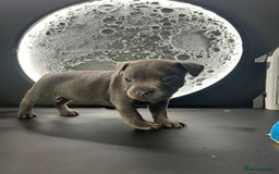 Staffordshire Bull Terrier dogs for sale: KC reg blue staffordshire bull terrier - Image 6
