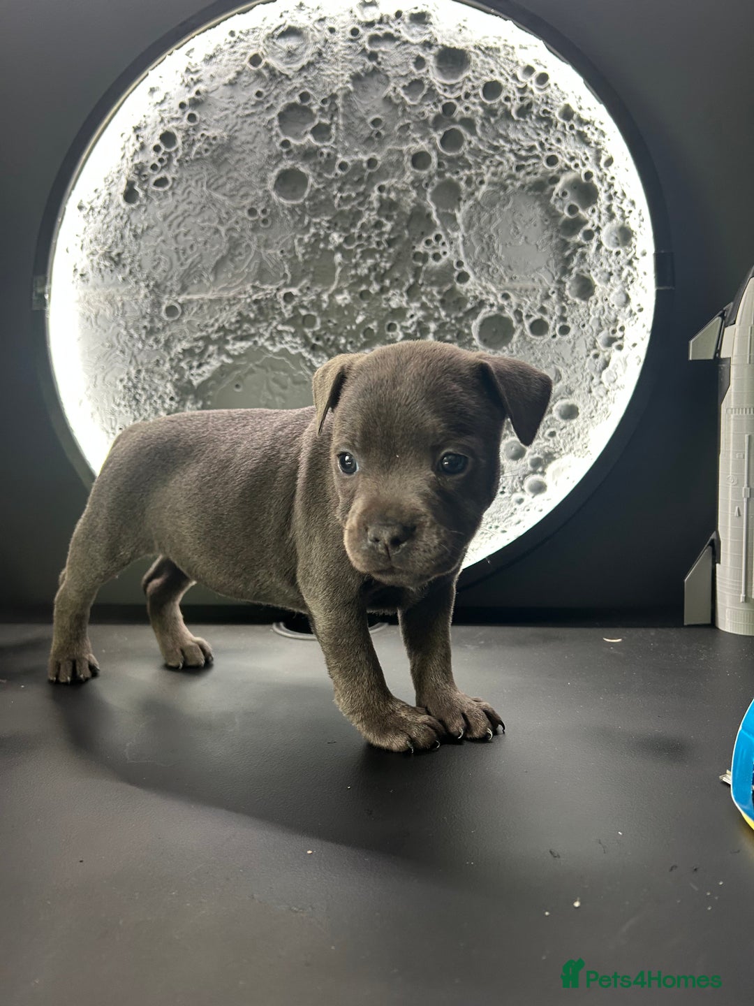 Staffordshire Bull Terrier dogs for sale: KC reg blue staffordshire bull terrier - Image 6