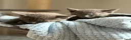 Russian Blue cats for sale: 🩵GCCF Registered Russian Blue kittens 🩵 - Advert 7