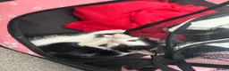 Mixed Breed cats for sale: Kittens available for adoption - Advert 3