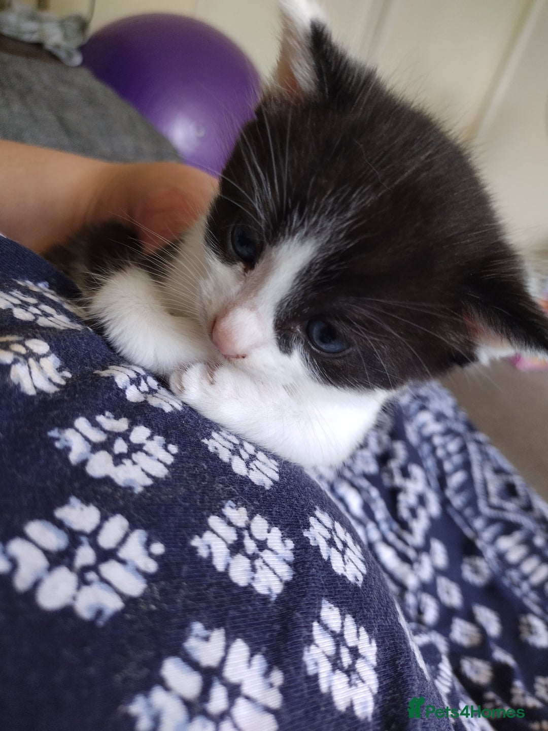 British Shorthair cats for sale: 1 gorgeous loving kitten left! - Image 2
