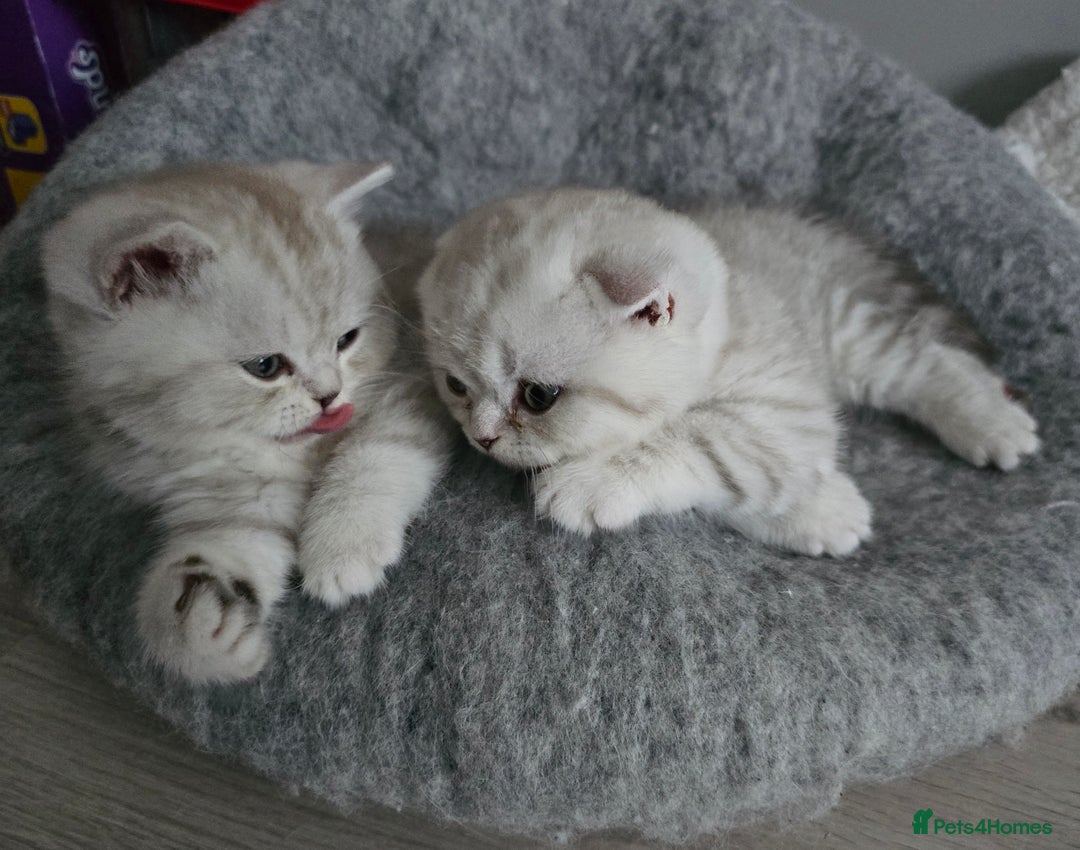 Scottish Fold cats for sale: 🐾Scottish Fold/Scottish Straight Kittens for Sale - Advert 6