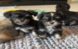 Mixed Breed dogs for sale: Tini Malchi puppies  - Image 31