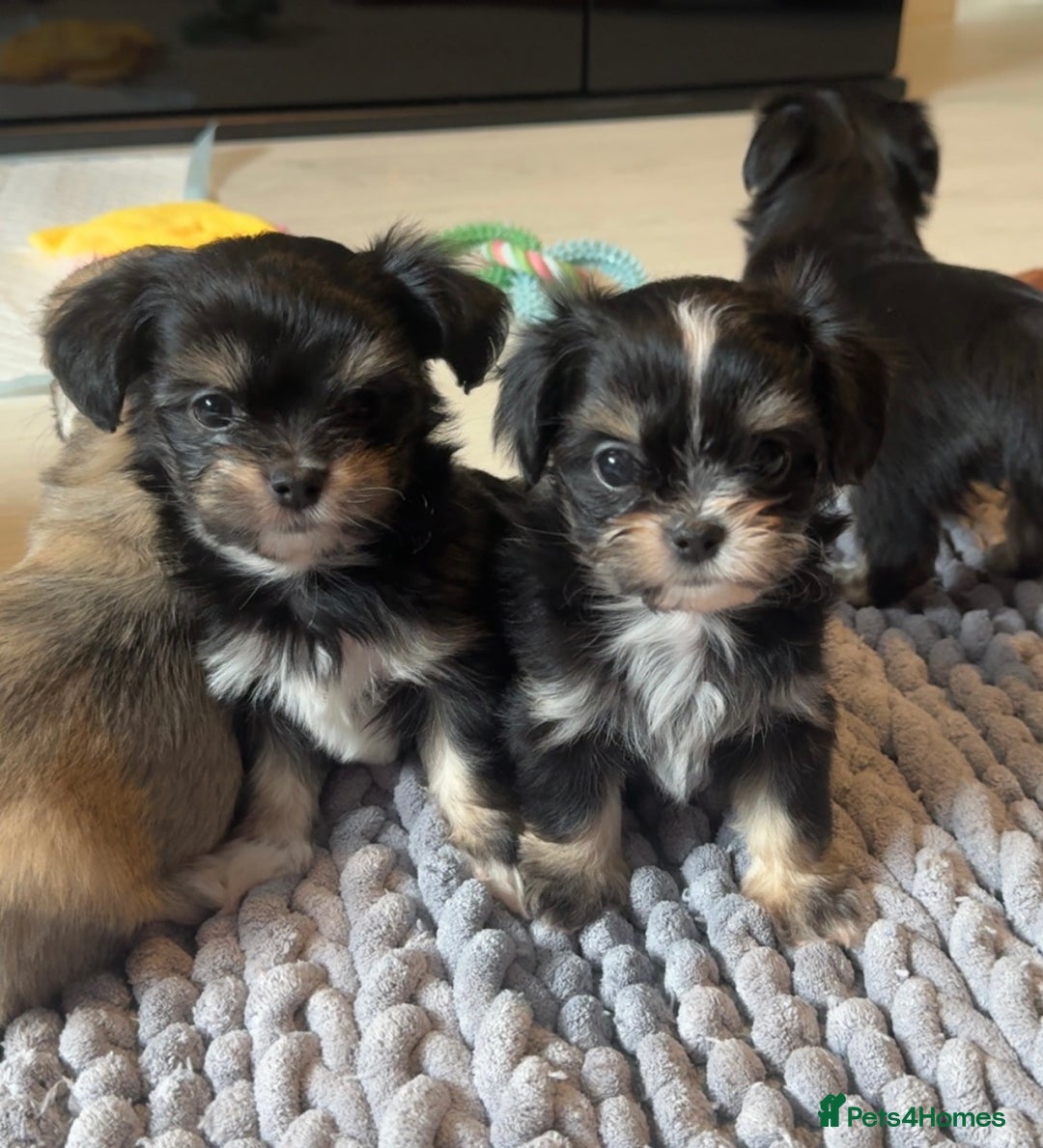 Mixed Breed dogs for sale: Tini Malchi puppies  - Image 31