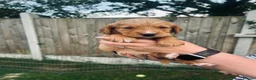 Cockerdor dogs for sale: Stunning Cockerdors for sale  in Norwich - Advert 4