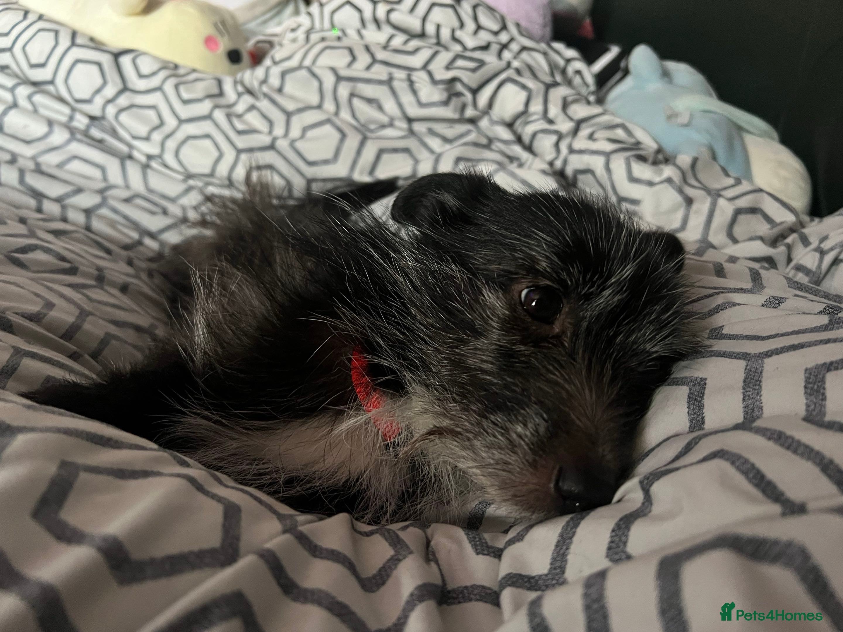 Mixed Breed dogs Celty and Dorothy (URGENT REHOMING) - Advert 1