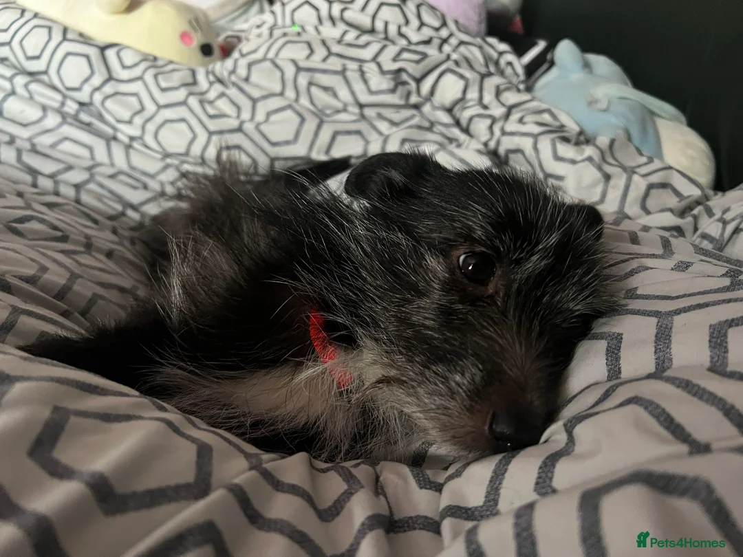 Mixed Breed dogs for sale: Celty and Dorothy (URGENT REHOMING) - Advert 1